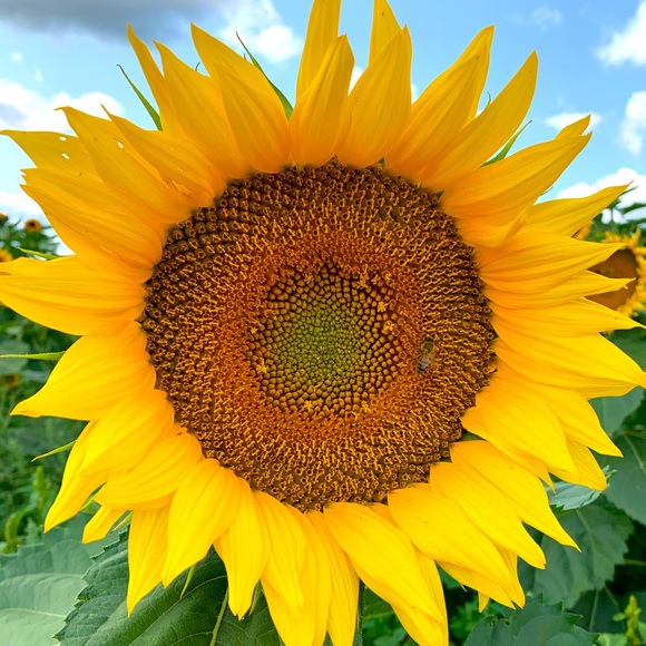 Meet your Posher, Sara - Picture 2 of 4